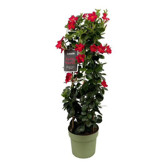 Mandevilla Sundaville Early Scarlet In Toren Dipladenia - Bumbusgestellt - Ø24cm - ↕95cm