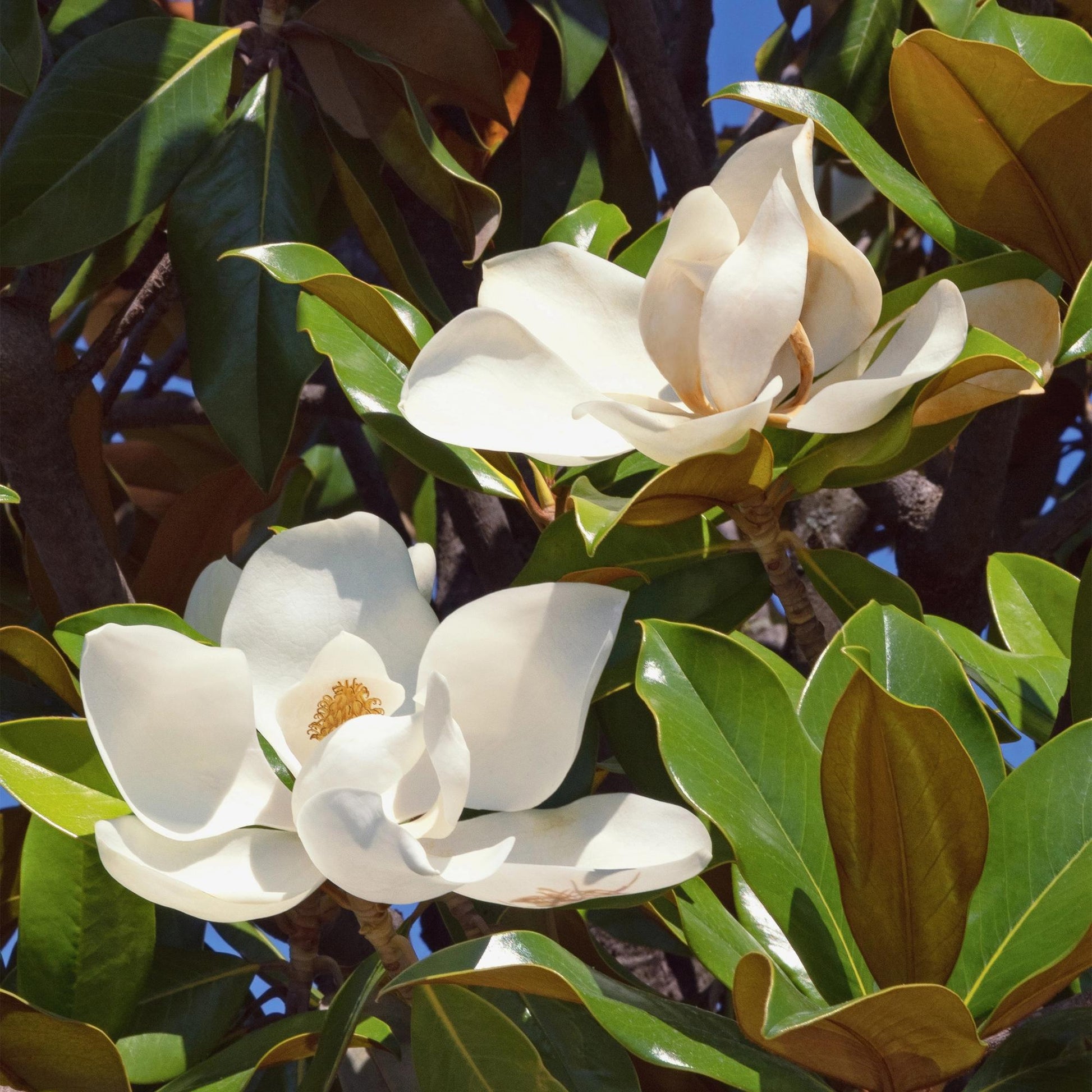GreenboutiQ - Gartenpflanze - Magnolia grandiflora - Blüte Weiß - 1 Pflanze - Immergrün - Wenig Pflege - Topf 12cm Höhe 30cm 