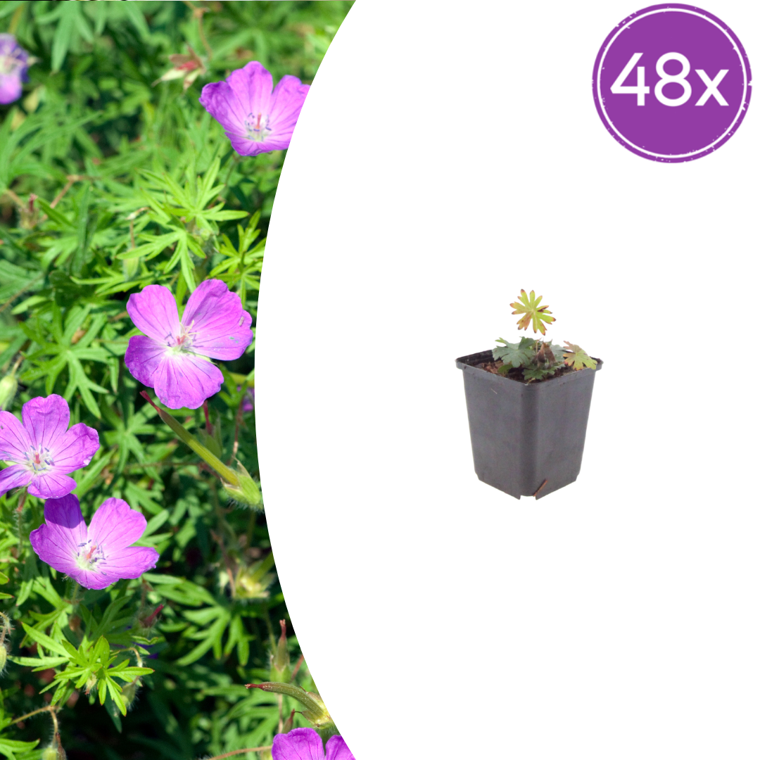 Geranium sanguineum Blut-Storchschnabel – 48 Pflanzen Ø9cm – Höhe10-25cm – Rosa rote Blütenstaude für sonnige Beete & Steingarten – Winterhart pflegeleicht – Flächenbepflanzung