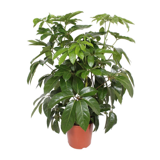 Schefflera Actinophylla Amate - Ø30cm - ↕120cm 