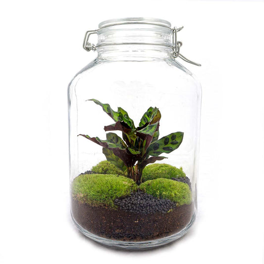 Flaschengarten - DIY Bausatz - Terrarium - Calathea - ↕28cm