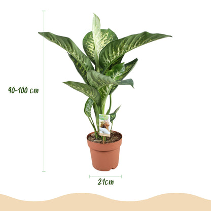 Green boutiQ - Zimmerpflanzen - Diefenbachia Tropic Snow - Dieffenbachia - Wenig Pflege - Bunt - 1 Pflanze - Topf 21cm - Höhe 90-100cm 