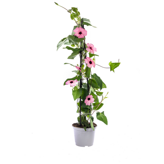 Schwarzäugige Susanne - Thunbergia alata Sunny Susy Rose Sensation - Ø13 cm - ↕60 cm - 4 Pflanzen 