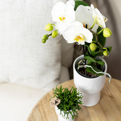Kolibri Orchids | weiße Phalaenopsis Orchidee Topfgröße Ø9cm | Juwel Grönland - blühende Kampferpflanze - frisch vom Züchter 