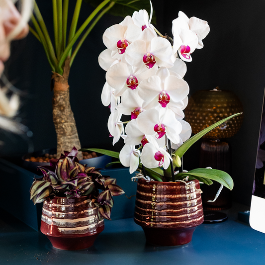 Kolibri Home | Moonstone Burgundy Übertopf - Ø9cm 