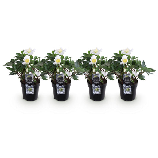 GreenboutiQ - Gartenpflanze - Weihnachtsrose - Helleborus Christmas Carol - Weiße Blüte - 4 Pflanzen - Immergrün - Topf 10,5cm Höhe 25cm 