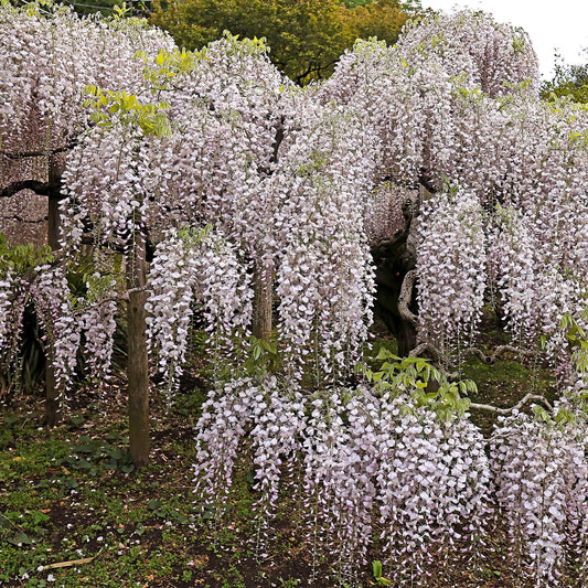 Kletterpflanze Wisteria floribunda Rosea – Rosa Blütentrauben – Frühling – 11 cm x H40 cm – Pflegeleicht – Für Garten, Pergola & Zaun 