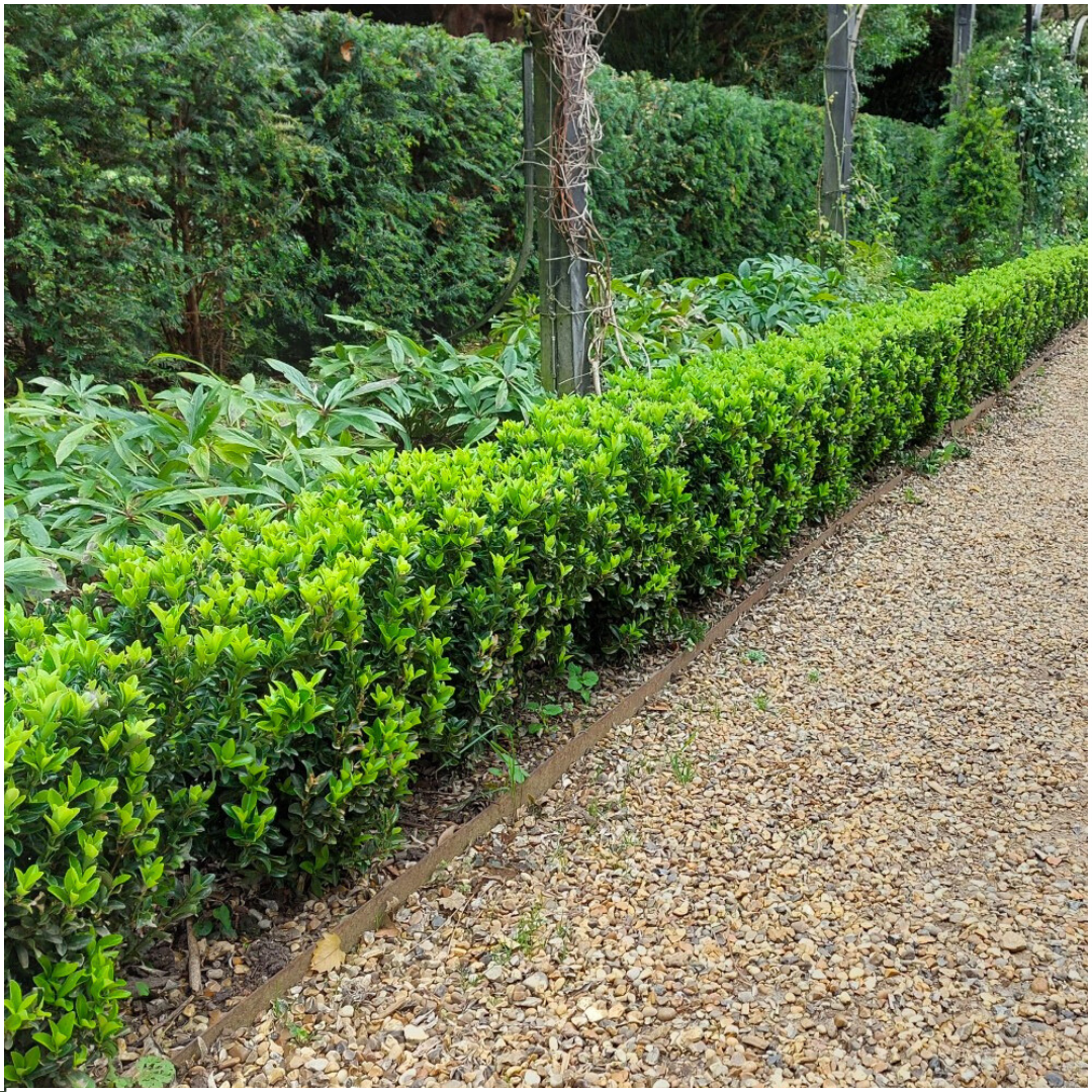 Japanischer Spindelstrauch Euonymus 'Green Spire' – Ø7cm, Höhe 15cm – 24 Pflanzen – Schlank, Aufrecht & Winterhart – Perfekte Buchsbaum-Alternative für Hecken & Garten