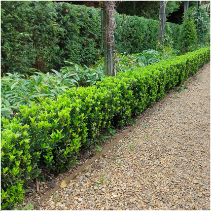 Japanischer Spindelstrauch Euonymus 'Green Spire' – Ø7cm, Höhe 15cm – 24 Pflanzen – Schlank, Aufrecht & Winterhart – Perfekte Buchsbaum-Alternative für Hecken & Garten