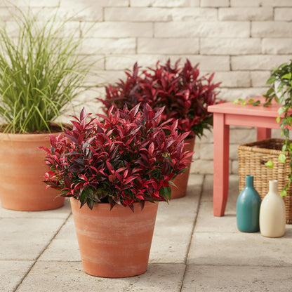 GreenboutiQ - Gartenpflanze - Leucothoe Zeblid - Rot - 1 Pflanze - Immergrün - Wenig Pflege - Topf 17cm Höhe 45cm 
