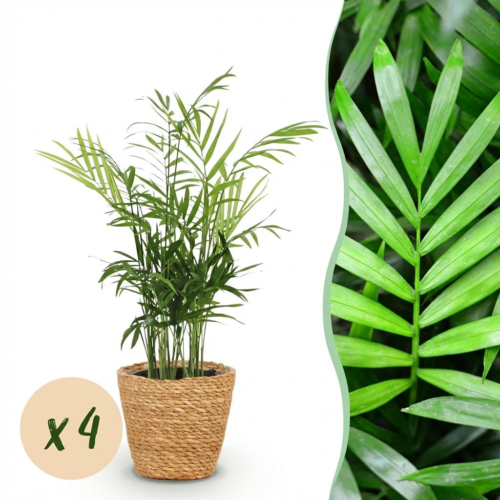 Green boutiQ - Zimmerpflanze - Chamaedorea elegans - Goldpalme - Haustierfreundliche Pflanze - Grün - 4 Pflanzen - mit Korb - Topf 12cm - Höhe 15cm 