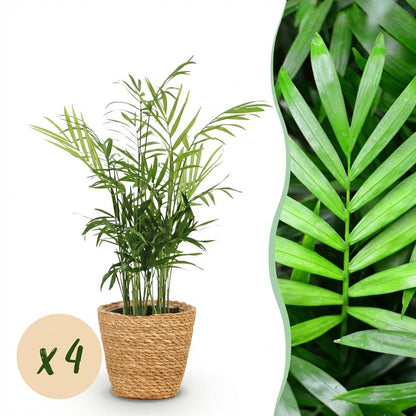 Green boutiQ - Zimmerpflanze - Chamaedorea elegans - Goldpalme - Haustierfreundliche Pflanze - Grün - 4 Pflanzen - mit Korb - Topf 12cm - Höhe 15cm 
