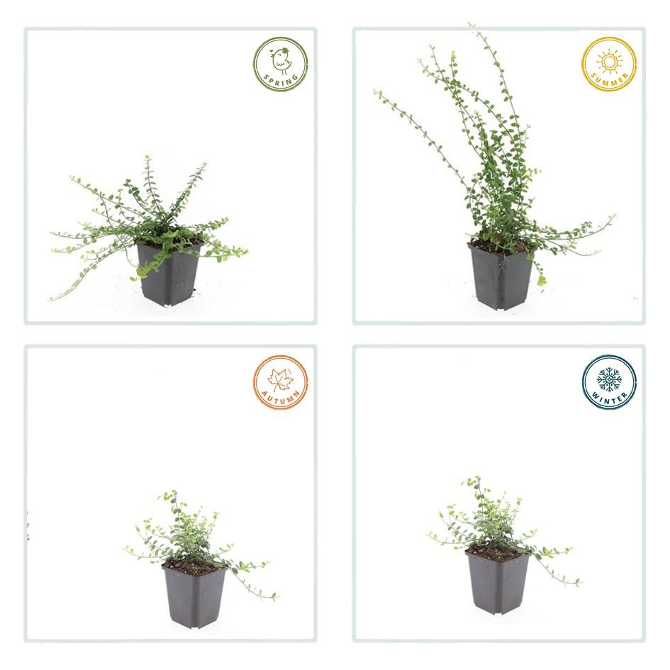 Kleinblättrige Teppichspindel – Euonymus fortunei 'Minimus' – ↑10-25cm – Ø9cm – 60 Pflanzen – Kompakter Bodendecker, winterhart, pflegeleicht, gelb-grünes Laub