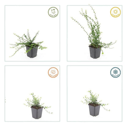 Kleinblättrige Teppichspindel – Euonymus fortunei 'Minimus' – ↑10-25cm – Ø9cm – 60 Pflanzen – Kompakter Bodendecker, winterhart, pflegeleicht, gelb-grünes Laub
