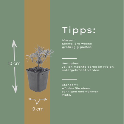 Erysimum Bowles Mauve – 12 Pflanzen Goldlack Staude – 10-25cm – Ø9cm – Langblühende Gartenpflanze für sonnige Standorte – Bienenfreundliche Blühstaude für Beet & Kübel