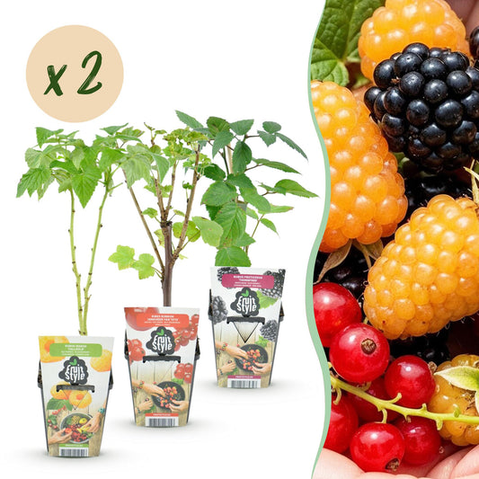 Obstpflanzen Set winterhart 6 Pflanzen Höhe 30cm Ø9cm – Rote Johannisbeere Gelbe Himbeere Schwarze Brombeere – Für Garten Beet Balkon & Terrasse 