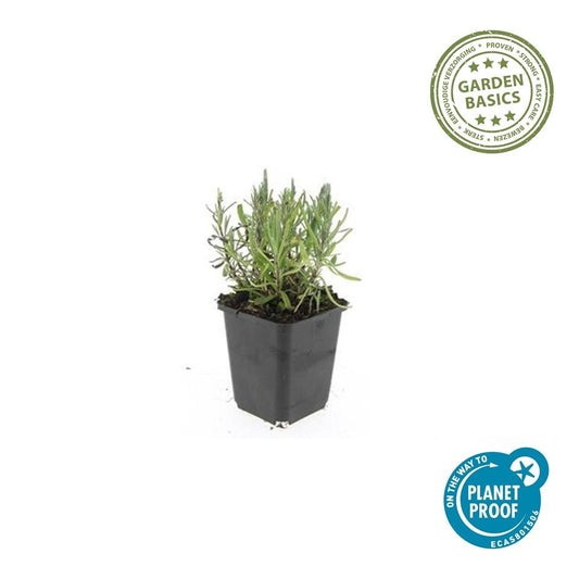 Lavendel Lavandula angustifolia 'Munstead' – ↕10-25cm – Ø9cm – 6 Pflanzen – Kompakter Duft-Lavendel, Tiefviolette Blüten, Bienenfreundlich, Winterhart, Pflegeleicht 
