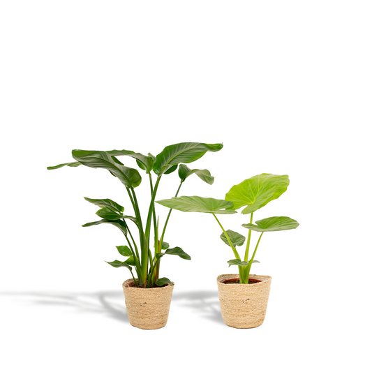 Baum-Strelitzie Strelitzia Nicolai + Alocasia Macrorrhiza + Seegras-Korb Selin – Zimmerpflanzen-Set – Ø19cm – Höhe 70-85cm – tropische & luftreinigende Pflanzen 