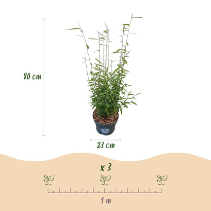 Green boutiQ - Gräser - Fargesia nitida Black Dragon - Bambus - Nicht Wuchernd - Grün - 2 Pflanzen - Topf 23 cm - Höhe 80 cm 