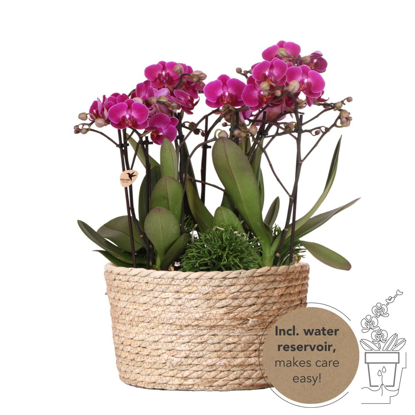 Kolibri Orchids | lila Pflanzenset im Schilfkorb inkl. Wassertank | drei lila Orchideen Morelia 9cm und drei Grünpflanzen Rhipsalis | Dschungel Strauß lila mit autarkem Wassertank 