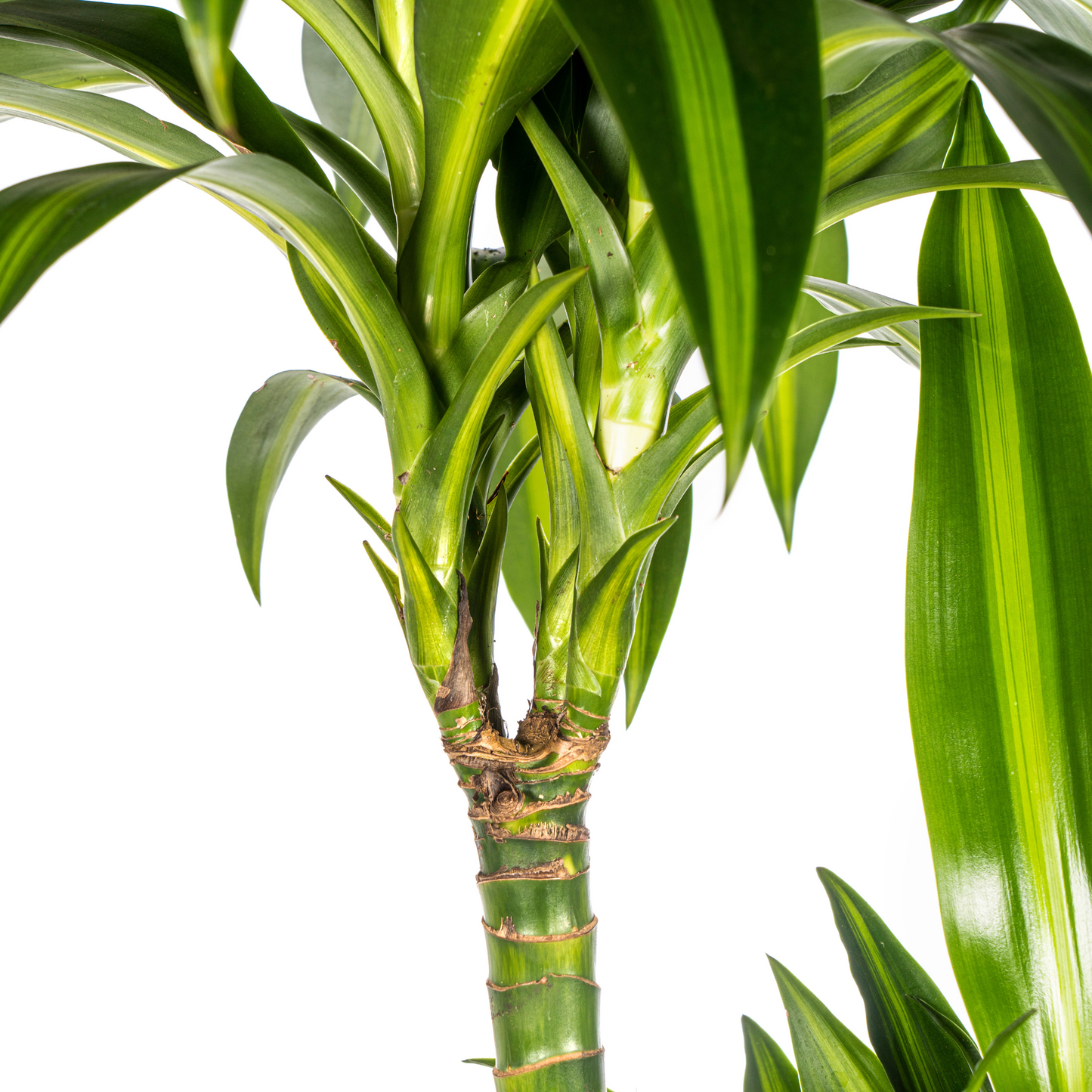Dracaena Deremensis Hawaiian Sunshine mit Korb Ø24cm - ↕130 - 150cm 