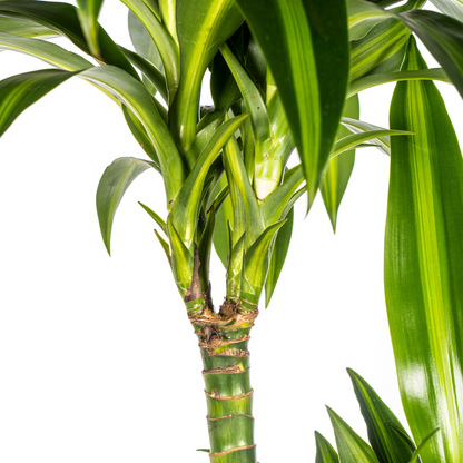 Dracaena Deremensis Hawaiian Sunshine mit Korb Ø24cm - ↕130 - 150cm 