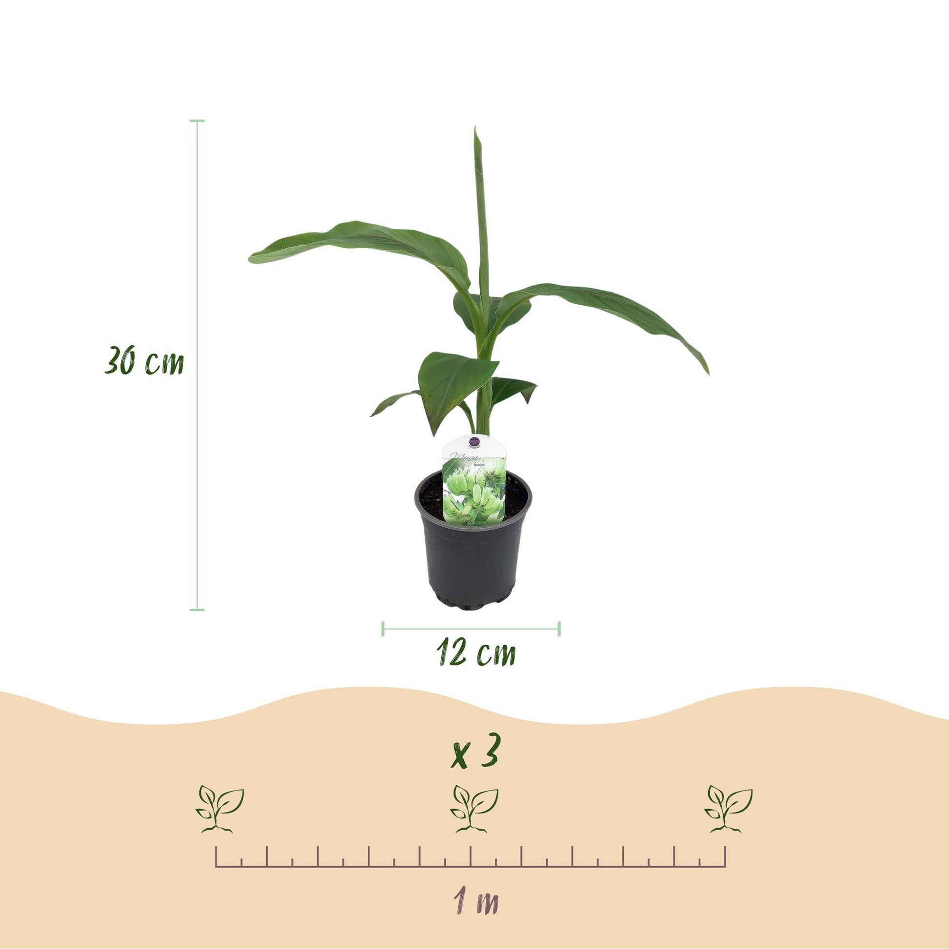 Bananenpflanze Musa Basjoo – 4 Pflanzen – Winterhart – Topf Ø12 cm, Höhe ca. 30 cm – Exotische Garten- und Terrassenpflanze – Große grüne Blätter – Ideal für Beet & Balkon 