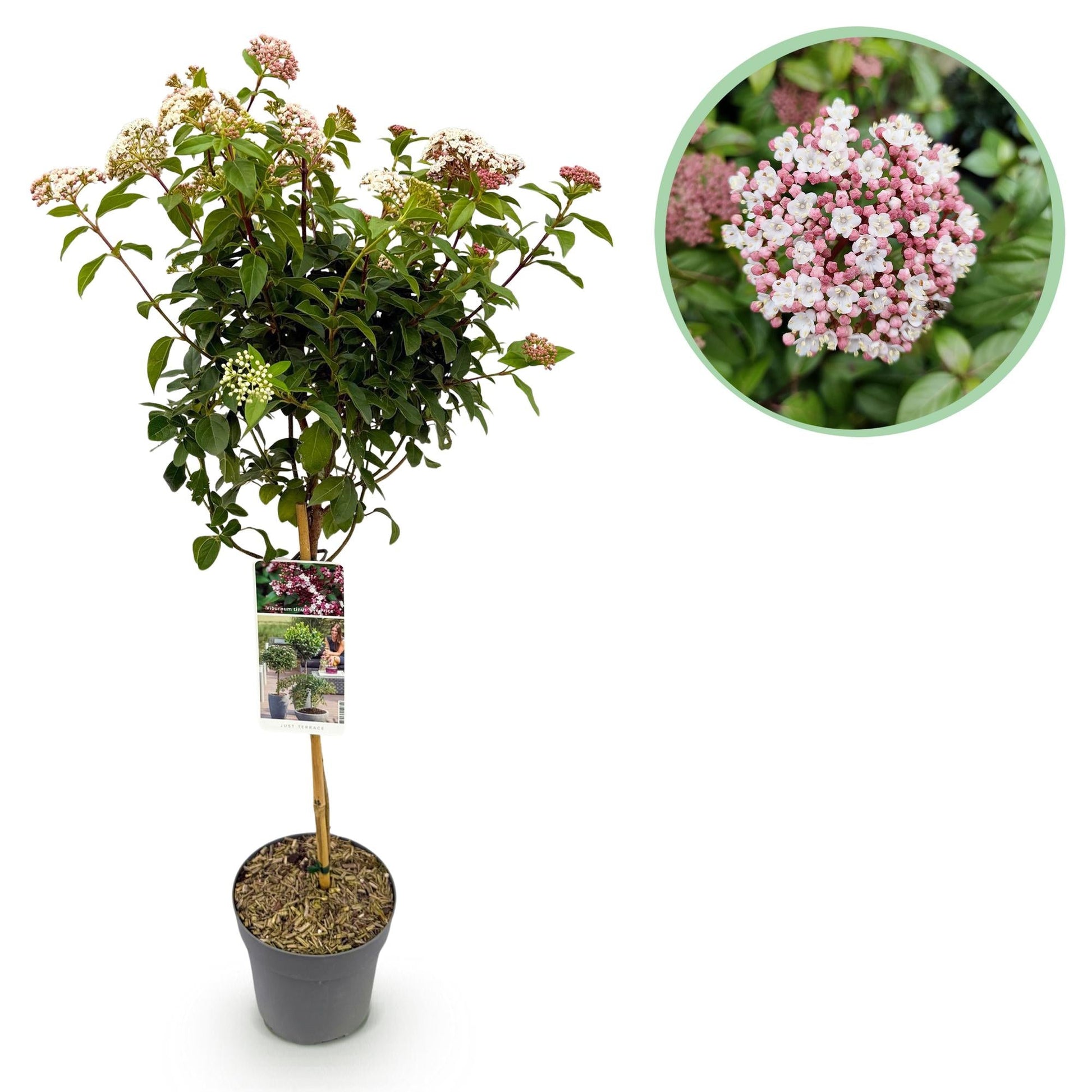 Viburnum tinus 'Eve Price' – Immergrüne Stamm-Pflanze – Höhe ca. 90 cm – Ø19 cm – Winterblühender Schneeball – Pflegeleicht – Für Balkon, Terrasse & Garten 