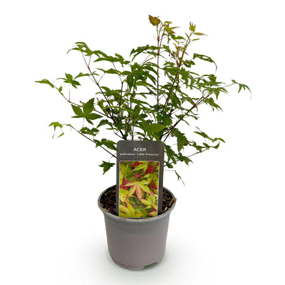 GreenboutiQ - Gartenpflanze - Acer palmatum Little Princess - Grün - 1 Pflanze - Laubabwerfend - Wenig Pflege - Topf 12cm Höhe 35cm 