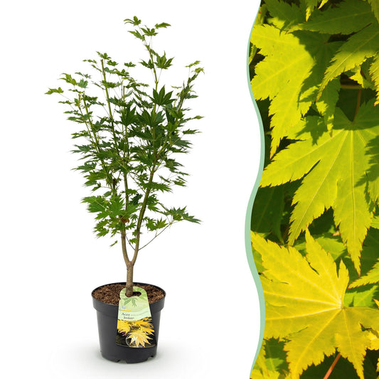Green boutiQ - Gartenpflanze - Acer palmatum Jordan - Japanischer Ahorn - Laubabwerfend - Gelb - 1 - Topf 26cm - Höhe 90cm 