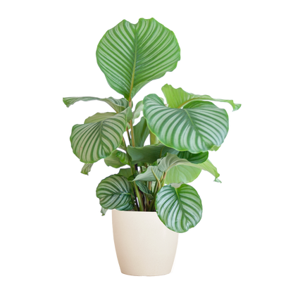 Korbmarante - Calathea Orbifolia mit Viber Weiß - Zimmerpflanze - 65cm - Ø21cm