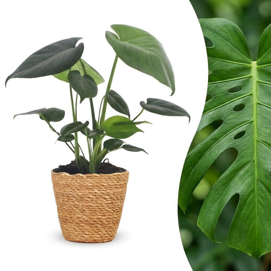 Fensterblatt – Monstera deliciosa – Topf Ø12cm – Höhe 30cm – mit Korb – Dekorative Zimmerpflanze