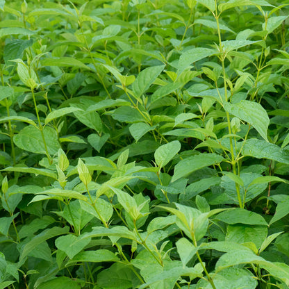 GreenboutiQ - Sträucher - Cornus alba Flaviramea - Grüne Zweige - 1 Pflanze - Laubabwerfend - Wenig Pflege - Topf 17cm Höhe 45cm 