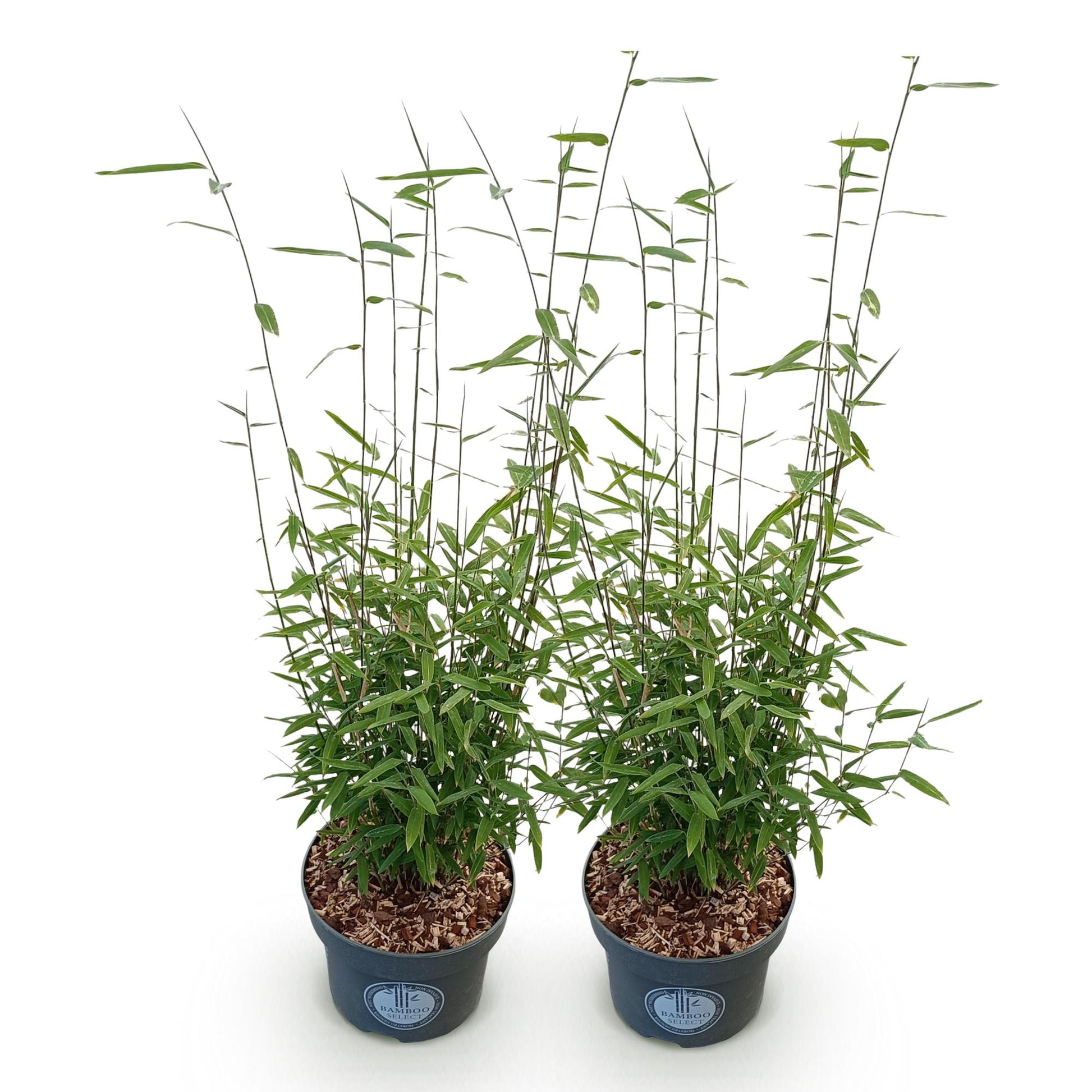 Green boutiQ - Gräser - Fargesia nitida Black Dragon - Bambus - Nicht Wuchernd - Grün - 2 Pflanzen - Topf 23 cm - Höhe 80 cm 