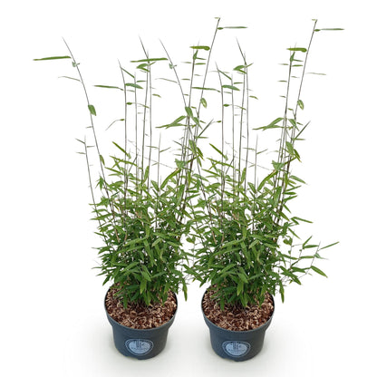 Green boutiQ - Gräser - Fargesia nitida Black Dragon - Bambus - Nicht Wuchernd - Grün - 2 Pflanzen - Topf 23 cm - Höhe 80 cm 