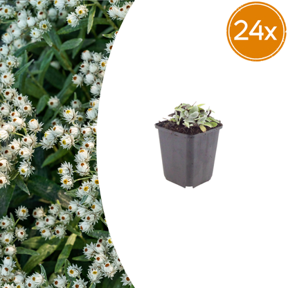 Perlkörbchen Anaphalis triplinervis – 24 Pflanzen Silberstaude für sonnige Beete – Winterharte Blütenstaude – 10-25cm – Ø9cm – Trockenheitsverträglich & insektenfreundlich