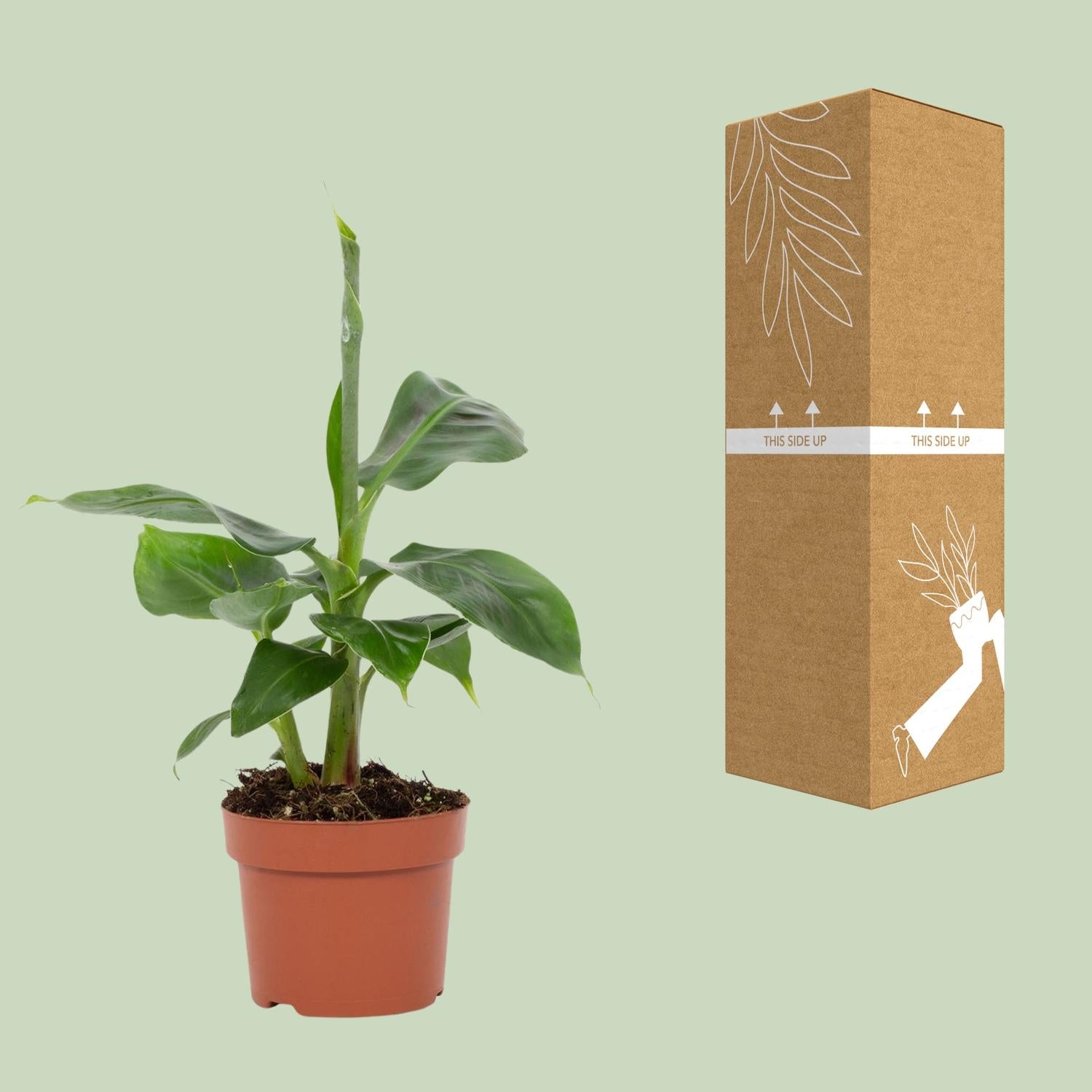 Bananenpflanze – Musa Tropicana – Zimmerpflanze – Ø12cm – ↕27cm – Tropisches Flair für Innenräume – Pflegeleicht 