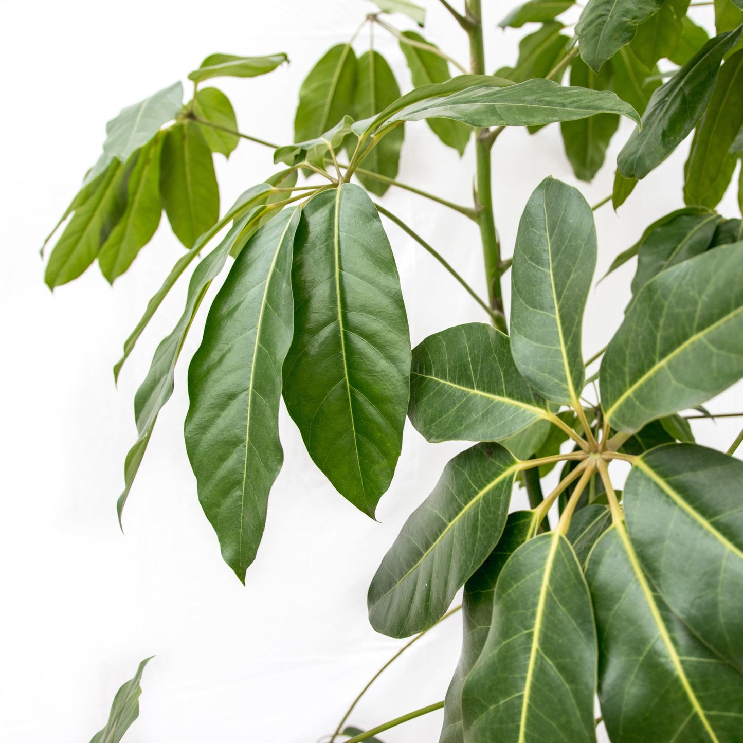 Schefflera Amate XL - 220 cm - ø45 
