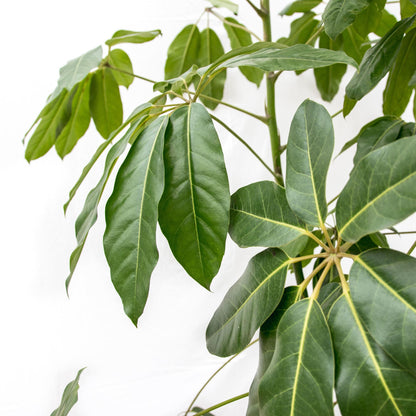 Schefflera Amate XL - 220 cm - ø45 