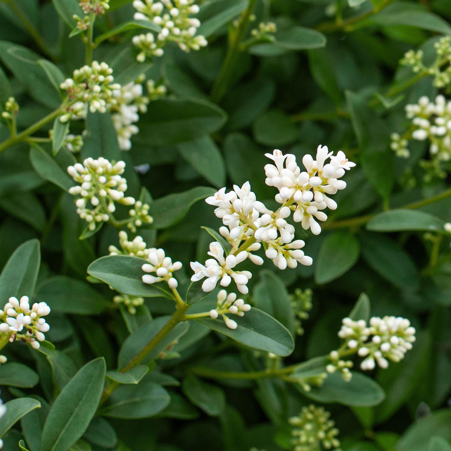 Ovalblättriger Liguster Ligustrum ovalifolium – Immergrüne Heckenpflanzen – 8 Pflanzen – 1 m – 9 cm Höhe 35–40 cm – Grün – Pflegeleicht 