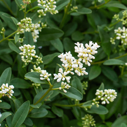 Ovalblättriger Liguster Ligustrum ovalifolium – Immergrüne Heckenpflanzen – 8 Pflanzen – 1 m – 9 cm Höhe 35–40 cm – Grün – Pflegeleicht 