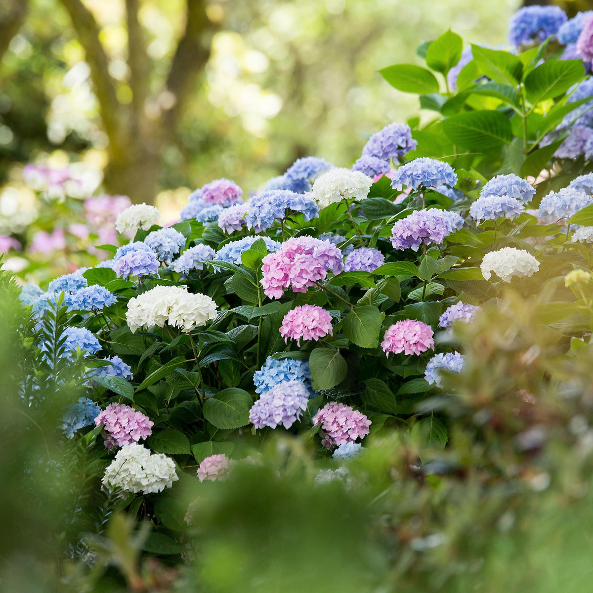 Hortensie Hydrangea Endless Summer Mix 3er Set – blau rosa weiß – winterhart – 14cm – Höhe 20-25cm – lange Blüte bis Herbst – für Beet, Hecke, Kübel, Balkon & Terrasse 