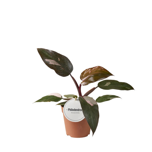 Baumfreud - Philodendron Burgundy Princess - Zimmerpflanze - Ø12cm - ↕25cm