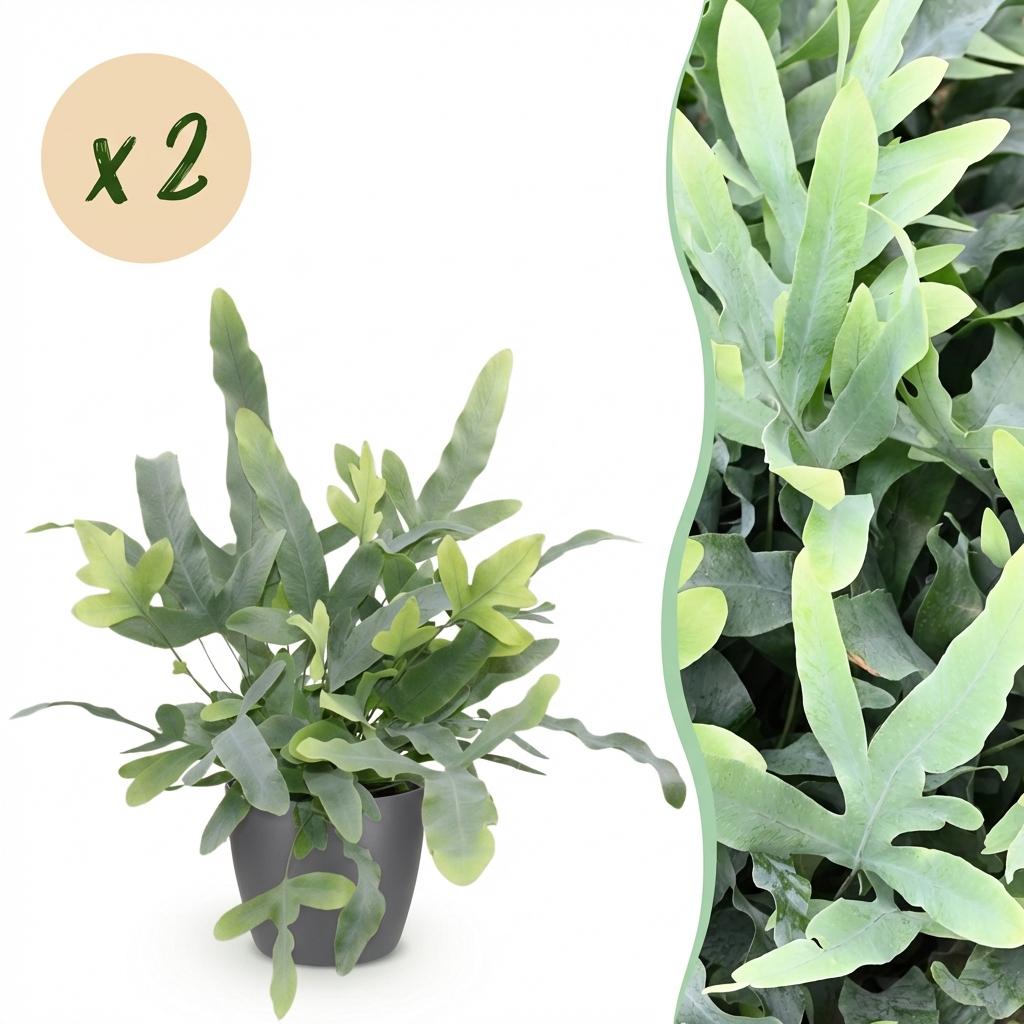 Green boutiQ - Zimmerpflanze - Phlebodium aureum Blue Star - Blaue Farn - Haustierfreundliche Pflanze - Blau - 2 Pflanzen - mit Potter Grau - Topf 12cm - Höhe 25cm 