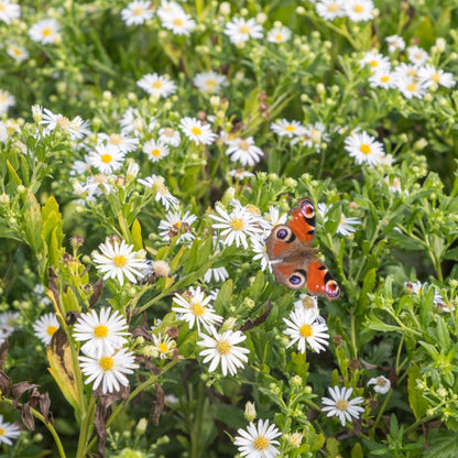 Staudenset – Weiß – 8 weiße Blühstauden – Für 1 m² Beet – Pflegeleicht – Eleganter Blütenteppich – Für sonnige Standorte – Ø11 cm 