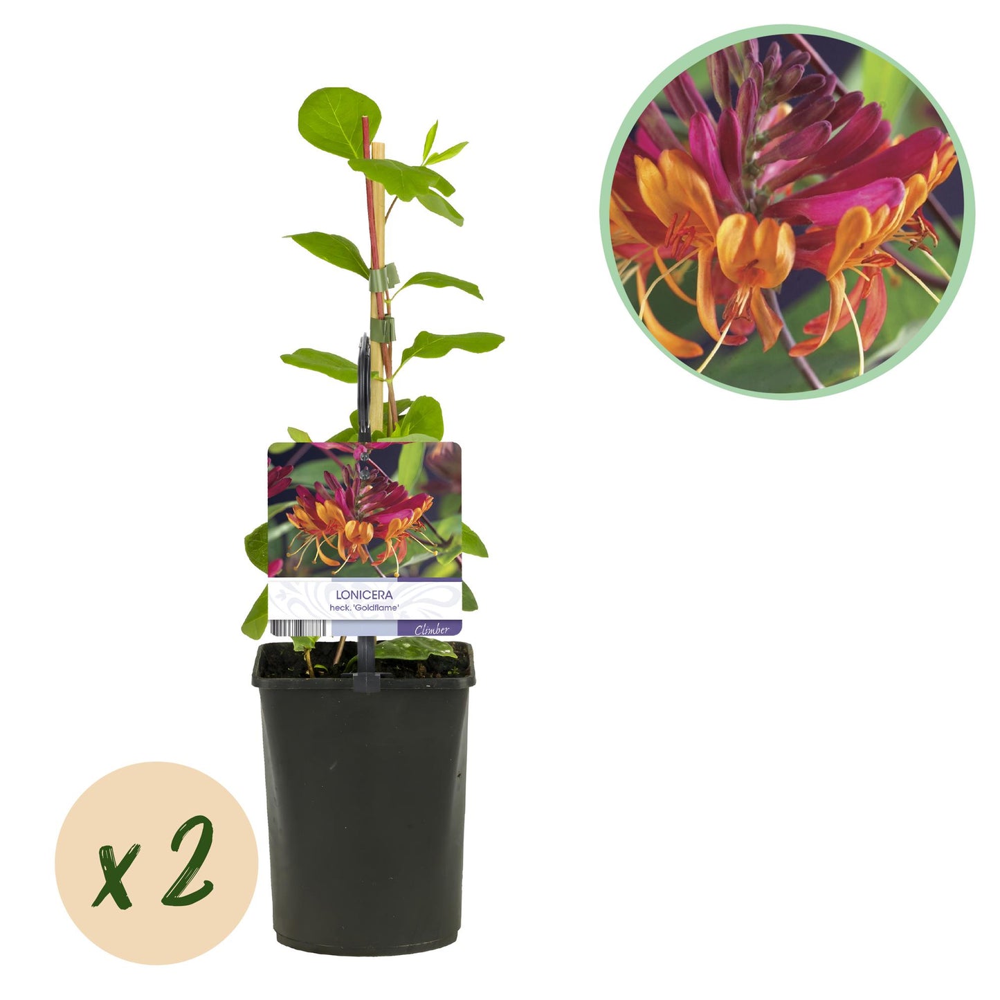 Geißblatt - Lonicera heckrottii Goldflame - Blüten Rosa mit Gelb - wenig Pflege - 2 Pflanzen - Topf 11cm Höhe 40cm