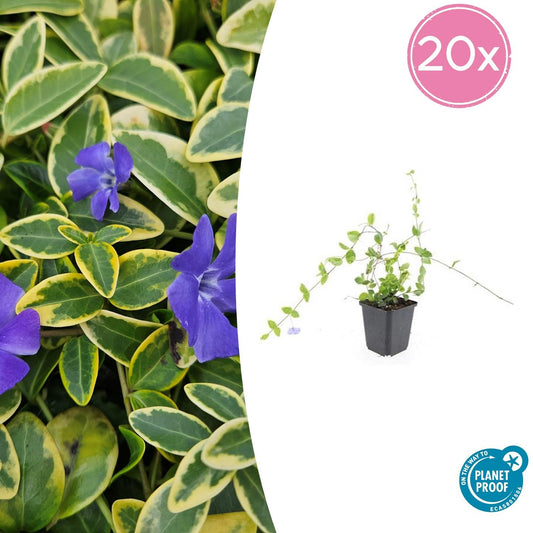 Kleinblättriges Immergrün Vinca minor 'Blue and Gold' – ↕10-25cm – Ø9cm – 20 Pflanzen – Immergrüner Bodendecker mit goldgelben Blättern und blau-lila Blüten – Schattentauglich & pflegeleicht