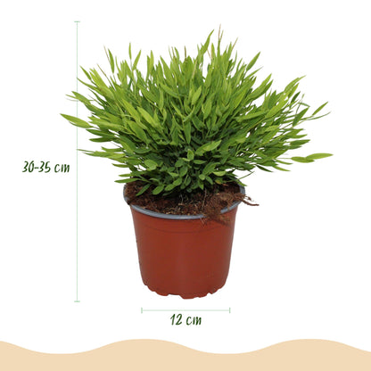 Green boutiQ - Zimmerpflanze - Bamusa Pogonatherum Monica - Bambusgras - Haustierfreundliche Pflanze - Grün - 1 Pflanze - mit Potter Grau - Topf 12cm - Höhe 20cm 