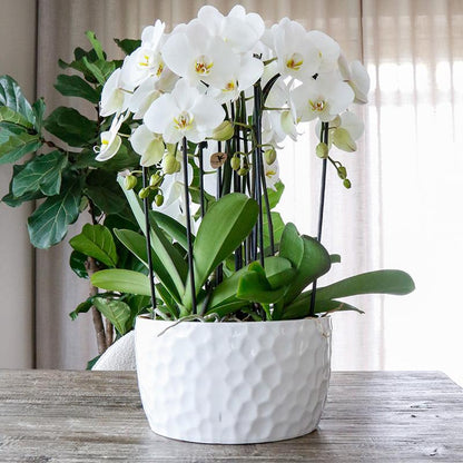 Keramik-Pflanzschale mit Honig-Muster – Pflanzgefäß – Ø30 cm – Dekorativer Blumentopf – Für Orchideen & Zimmerpflanzen 