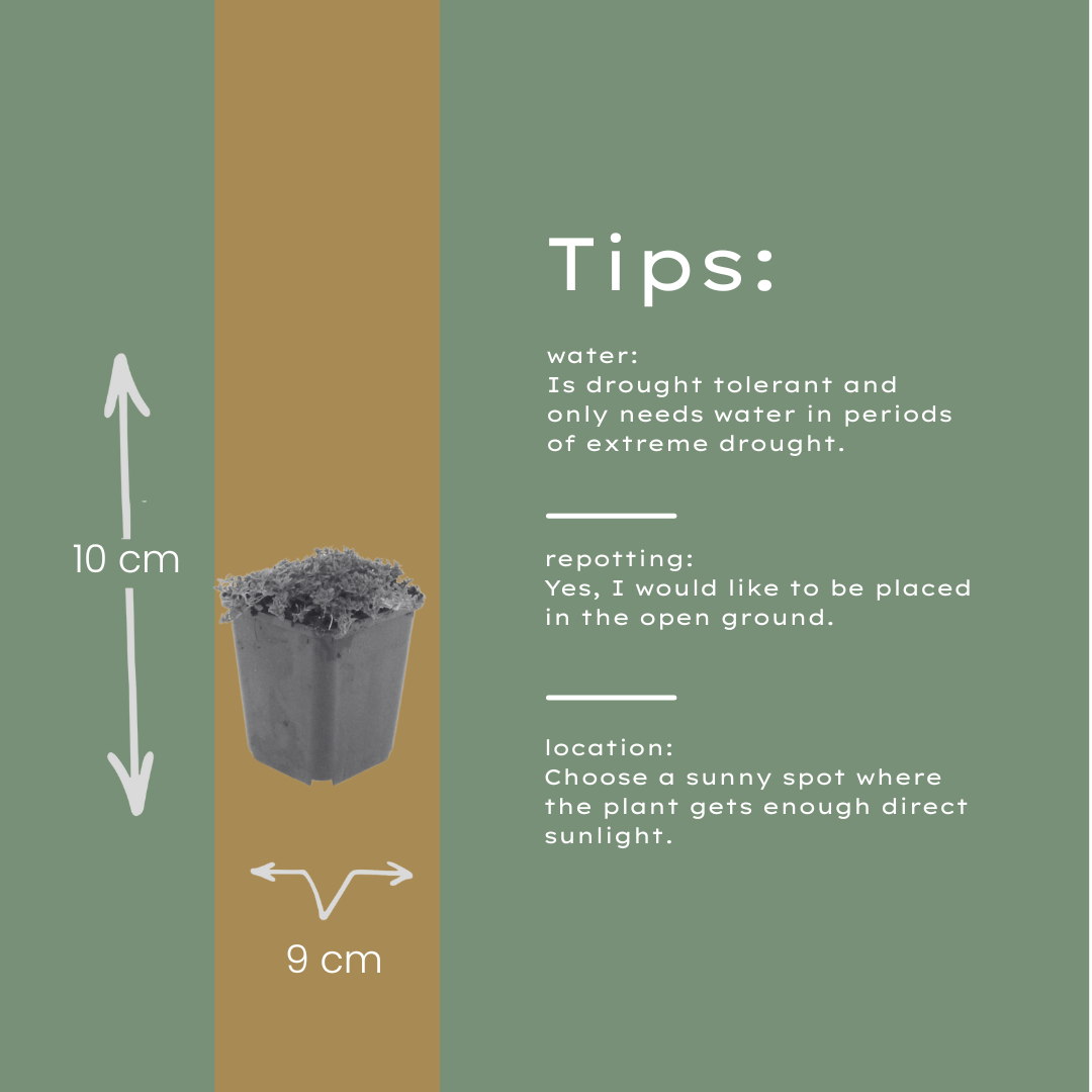 Thymian Thymus praecox Albiflorus Bodendecker – 60 Pflanzen – Ø9cm – Höhe 10-25cm – Weiß blühender Polsterthymian – Winterhart – Für Steingarten, Beet & Trittflächen - Oasis of Life